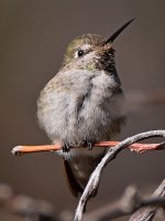 Hummer5.jpg