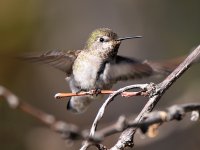 Hummer6.jpg