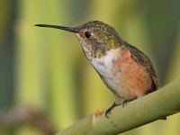 Hummer10.jpg