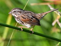 Sparrow4.jpg