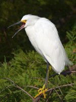 Egret3.jpg