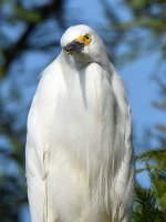 Egret8.jpg
