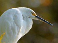 Egret14.jpg