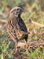 Sparrow2.jpg