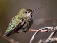 Hummer4.jpg