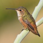 Hummer20.jpg