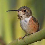 Hummer9.jpg