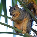 Squirrel.jpg