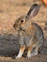 Rabbit3.jpg