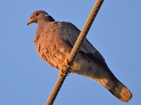 Pigeon2.jpg