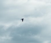 DSC_0888.jpg
