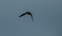 DSC_0896.jpg