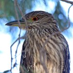 BlackHeron.jpg