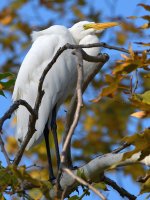Egret2.jpg