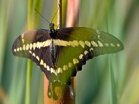 Swallowtail2.jpg