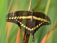Swallowtail3.jpg
