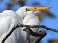 Egret3.jpg