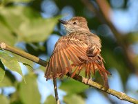 Flycatcher3.jpg
