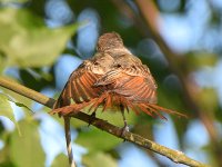 Flycatcher4.jpg