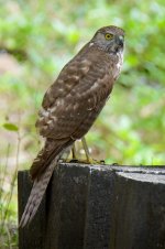 DSC_9863.jpg