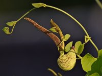 Aristolochia.jpg