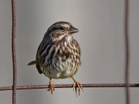 Sparrow2.jpg