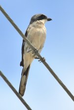 ROY_6936.JPG