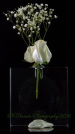 White Rose #1 8-22-2016.jpg