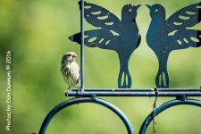 Mid Day Feeders-2798.jpg
