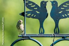 Mid Day Feeders-2800.jpg
