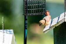 Mid Day Feeders-2802.jpg