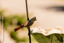 Mid Day Feeders-2853.jpg