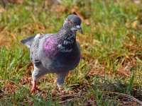 Pigeon4.jpg