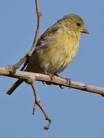 Finch3.jpg