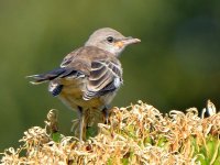 Mockingbird.jpg