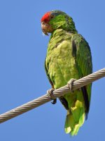 Parrot.jpg