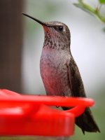 Hummer2.jpg