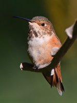Hummer26.jpg