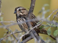 Sparrow2.jpg