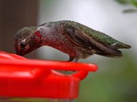 Hummer5.jpg