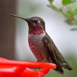 Hummer8.jpg