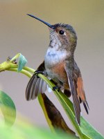 Hummer21.jpg