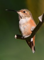 Hummer25.jpg
