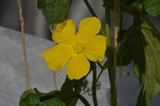 Flower3.jpg Flower3.jpg