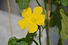 Flower4.jpg Flower4.jpg
