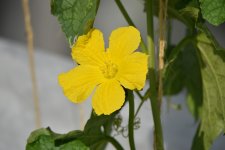 Flower6.jpg Flower6.jpg