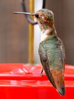 Hummer32.jpg
