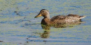 DSC_1081+DUCKS -0016.jpg