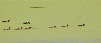 DSC_1090+DUCKS -0001.jpg