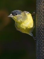 Goldfinch4.jpg